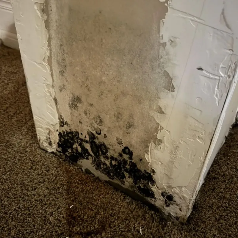 Professional Mold Removal in Benton Heights, MI